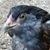Jodi Frankenbach's profile image