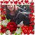 Elaine Reasor's profile image
