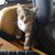 Angela Angie Nimmo Wilson's profile image