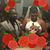 Dione Lane's profile image