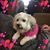 Emily Louise Schwenk Crowley's profile image