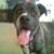 Dona Aughe Pierce Yantz's profile image