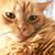 Teresa Pless White's profile image