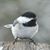 Vicki Kaping's profile image