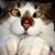 Gail Morgan Borden's profile image