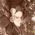 Anita Dyess Cawley's profile image