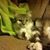 Jeanine Smiley's profile image