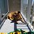 Deb Moldenhauer-Furlong's profile image