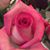 Raquel Staley's profile image