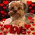 Charlene Steele's profile image