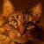 Lorraine Morgan's profile image