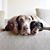 Carlton Veterinary Hospital's profile image