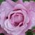 Olya Sharamet's profile image