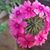 Muhamad Ahmad's profile image