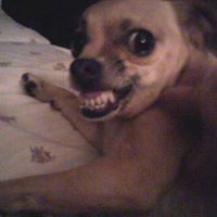 Kurt Hanke's profile image