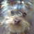 Alice Dixon Isenhour's profile image