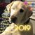 Houdini Vidro's profile image