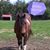 Cheval Noir's profile image
