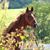 Nickie Shaffer's profile image