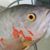 Sonny Trevino's profile image