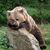 Tom Presler's profile image