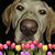 Sue Spanding's profile image