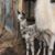 Joi Chupp's profile image