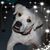 Carole Bradbury's profile image