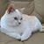 Melissa Robichaud Dunham's profile image