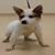 Lisa Thompson's profile image