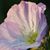 Teresa Sihler's profile image