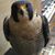 Ken Miller Sr.'s profile image