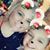 Amanda Collins's profile image