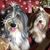 Laura Avitable Brooker's profile image