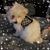 Patsy Williams Vaughan's profile image