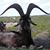 AJ Jamison's profile image