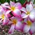 Carmen B. Torriani's profile image