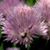 Kate Cornwall Lorah's profile image