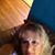 Carol Rivello Crytzer's profile image