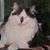 Katt D'Alessandro's profile image