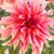Patricia Schauf's profile image