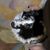 Patricia Dumas's profile image