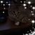 Dianne Brunner's profile image