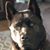 Shirley Eaton Traviss's profile image