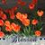 Shirley Flowers's profile image