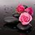 Sandra Babic's profile image