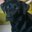 Karen O's profile image