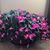 Wanda Z. Wetzel's profile image