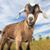 Doug Nehring's profile image