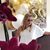 Fara Pichardo Oberlin's profile image